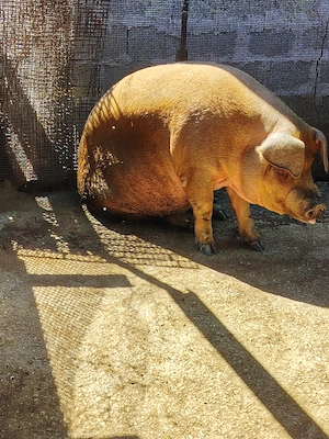 Vând porci pentru sacrificat - imagine 3