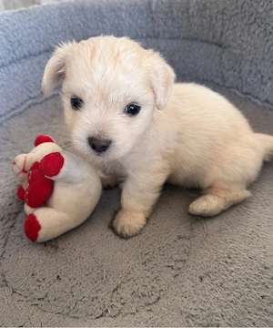 Bichon Maltese 