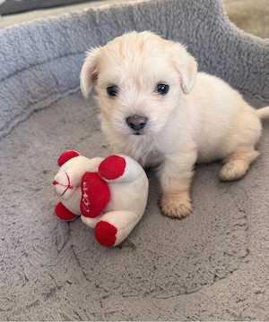 Bichon Maltese  - imagine 2