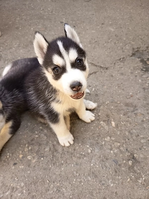 Vând cățeluși husky - imagine 3