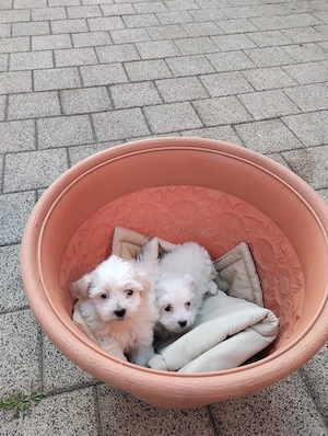 Vand bichon maltez - imagine 3