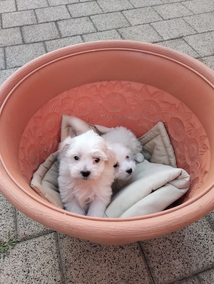 Vand bichon maltez - imagine 2