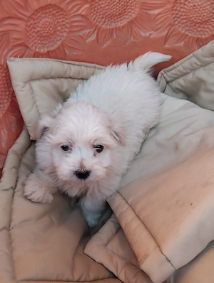 Vand bichon maltez
