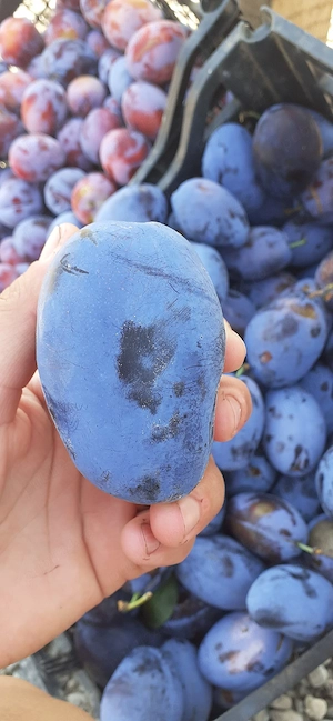 Aveam prune de vânzare avem si pentru tuica!!!!