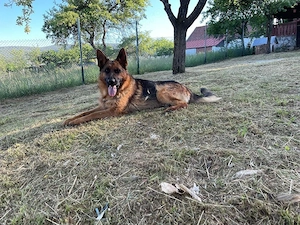 vand mascul Ciobanesc German