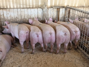 porci de carne  - imagine 4