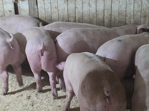 porci de carne 