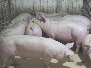 porci de carne  - imagine 3