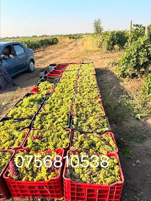aducem spre vânzare struguri de vin 