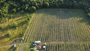 Vând plantație de afini zona Blăjenii de Jos  - imagine 4