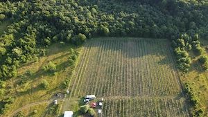 Vând plantație de afini zona Blăjenii de Jos  - imagine 3