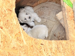 Bichon maltez minitoy 