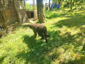 Donez 4 cățeii  Lagotto Romangnolo - imagine 3