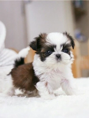 pui shih tzu mini toy