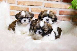 pui shih tzu mini toy - imagine 3