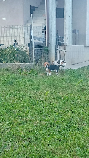 BEAGLE Cățelușă beagle! - imagine 5