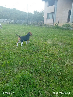 BEAGLE Cățelușă beagle! - imagine 2
