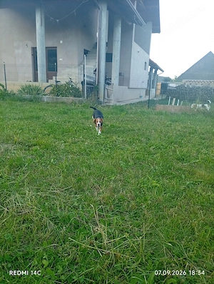 BEAGLE Cățelușă beagle! - imagine 3