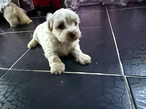 Bichon maltez talie mica - imagine 4