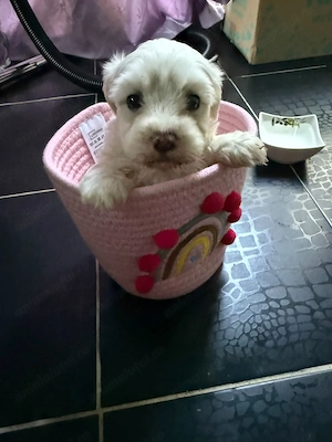 Bichon maltez talie mica - imagine 3