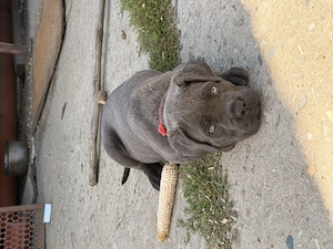 Femela cane corso  - imagine 2