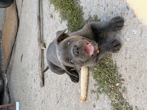 Femela cane corso 