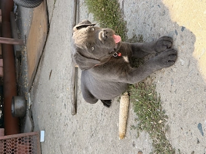 Femela cane corso  - imagine 4