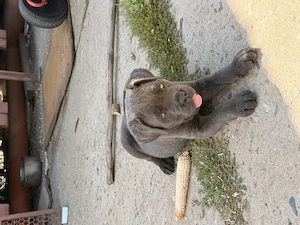 Femela cane corso  - imagine 3