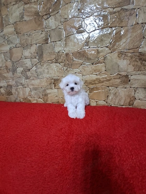 Pui bichon maltese