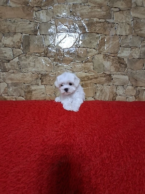 Pui bichon maltese - imagine 3