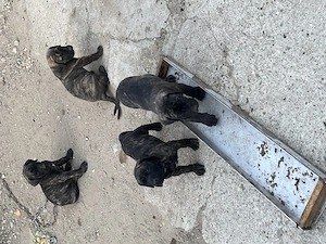 Caței presa canario - imagine 3