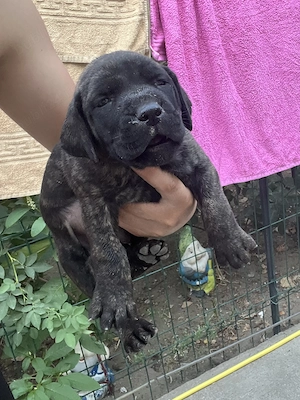 Caței presa canario - imagine 2