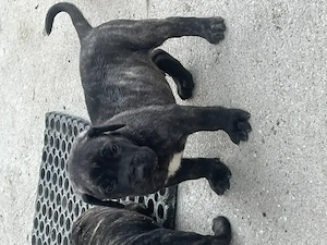 Caței presa canario
