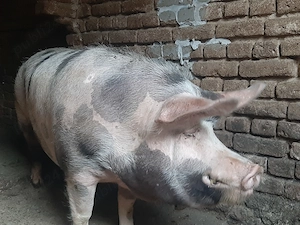 De vânzare PORC pentru sacrificare  - imagine 2