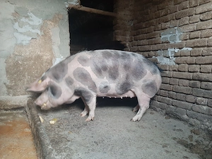 De vânzare PORC pentru sacrificare  - imagine 4