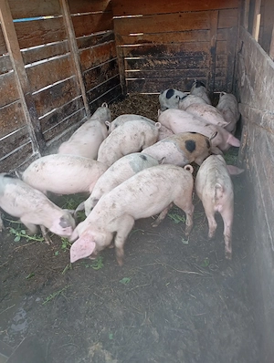 purcei de vânzare 