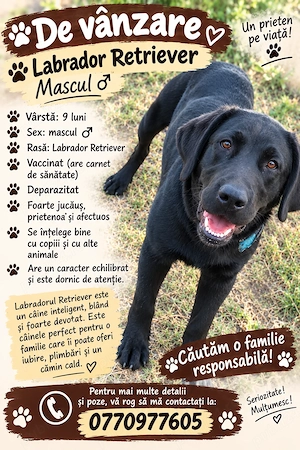 Labrador retriever 