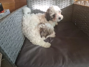 Cățeluși bichon havanez 10 săptămâni 
