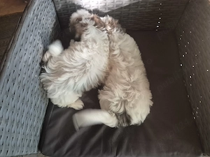 Cățeluși bichon havanez 10 săptămâni  - imagine 2