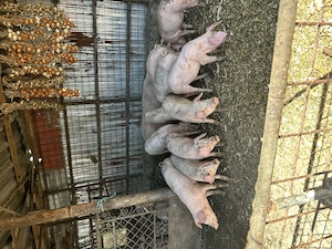 Landrace metis