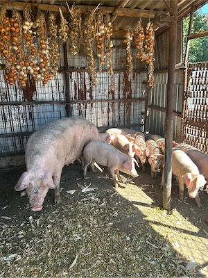landrace corciți - imagine 4