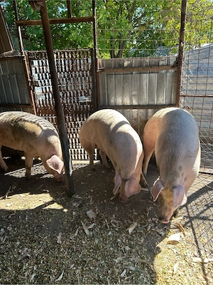 landrace corciți - imagine 3