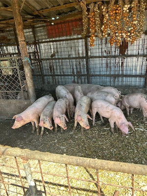 landrace corciți - imagine 2