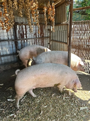 landrace corciți - imagine 5