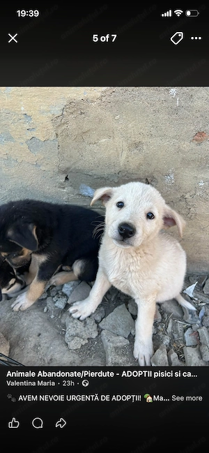 Cățeluși metiş Husky  - imagine 2