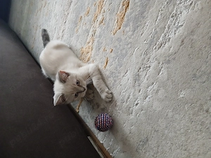 Pisoi Brittish Shorthair