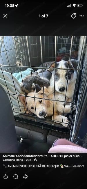 Cățeluși metiş Husky 