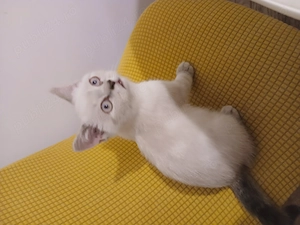 Pisoi Brittish Shorthair - imagine 2