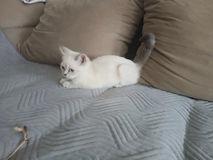Pisoi Brittish Shorthair - imagine 3