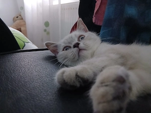 Pisoi Brittish Shorthair - imagine 4